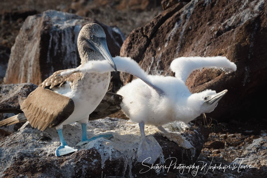Blue Footed Booby First Flight