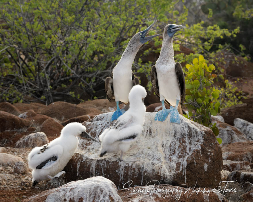 Blue Footed Booby Mates and Chicks