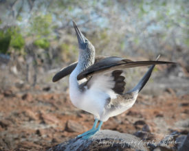 Blue Footed Booby Mating Dance - Shetzers Photography