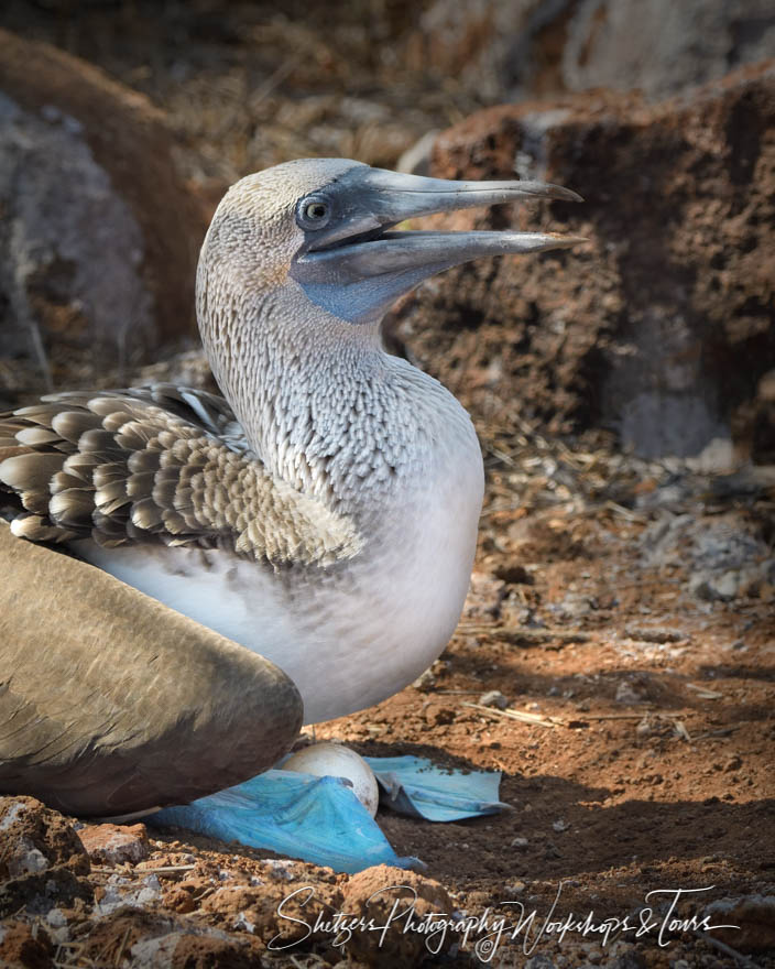 Blue Footed Booby Sitting On Its Egg