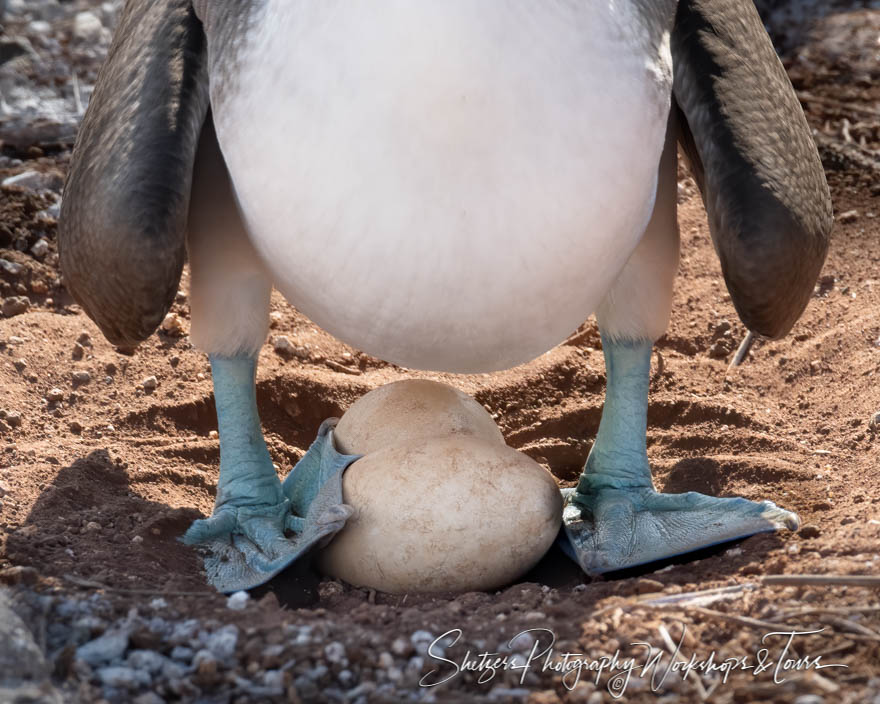 Blue Footed Booby With Eggs