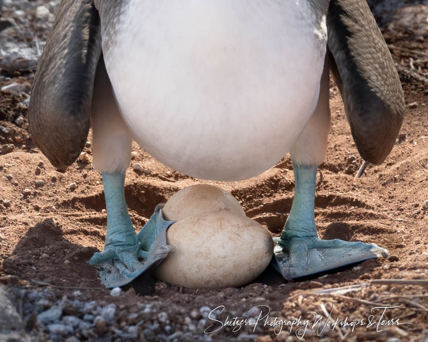 Blue Footed Booby With Eggs 20200301 145820