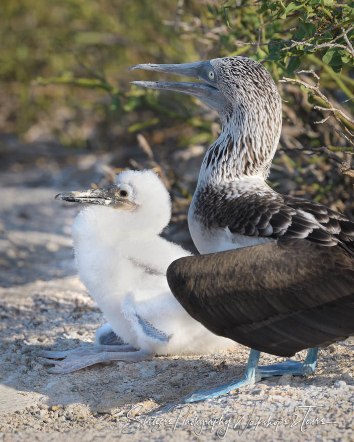 Blue Footed Booby and Chick 20200301 155338