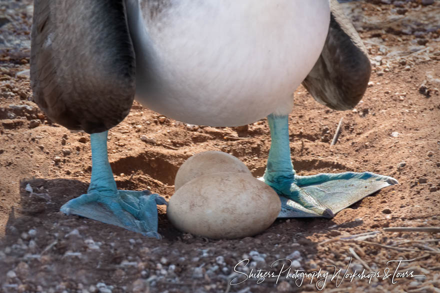 Blue Footed Booby and Eggs 20200301 145719