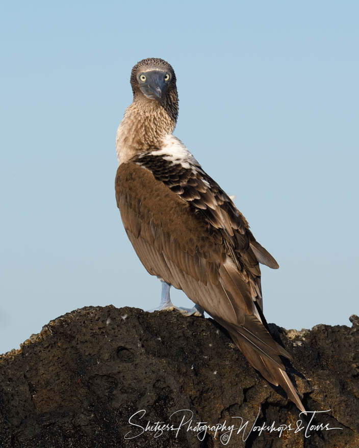 Blue Footed Booby at Sunrise 20200227 055922