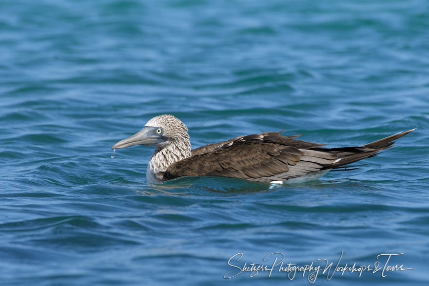 Blue Footed Booby in Water