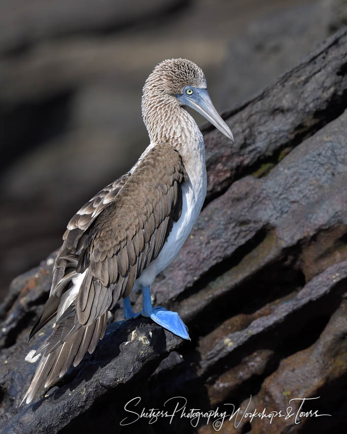 Blue Footed Booby on Lava Rocks