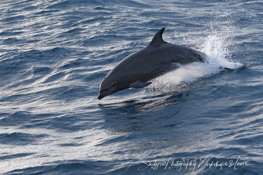 Bottlenose Dolphin Leaping 20200224 164135