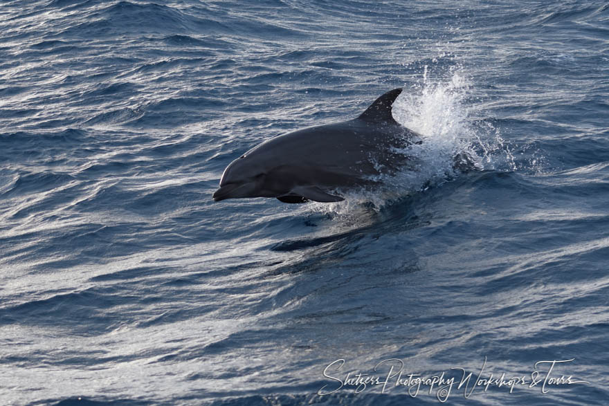 Bottlenose Dolphin in the Galapagos 20200224 164135