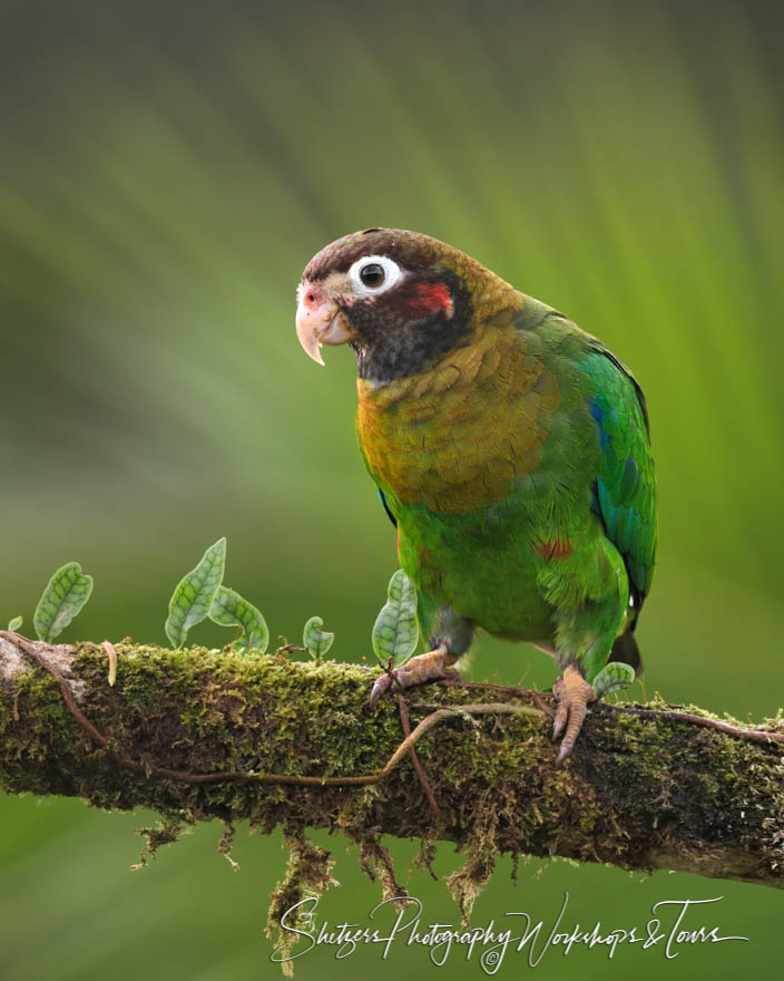 Brown Hooded Parrot Looking At Camera