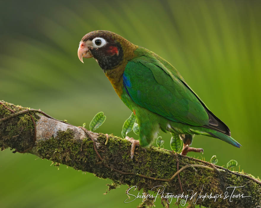 Brown Hooded Parrot in North Costa Rica