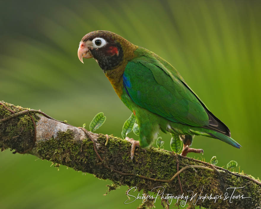 Brown Hooded Parrot in North Costa Rica 20190405 160055