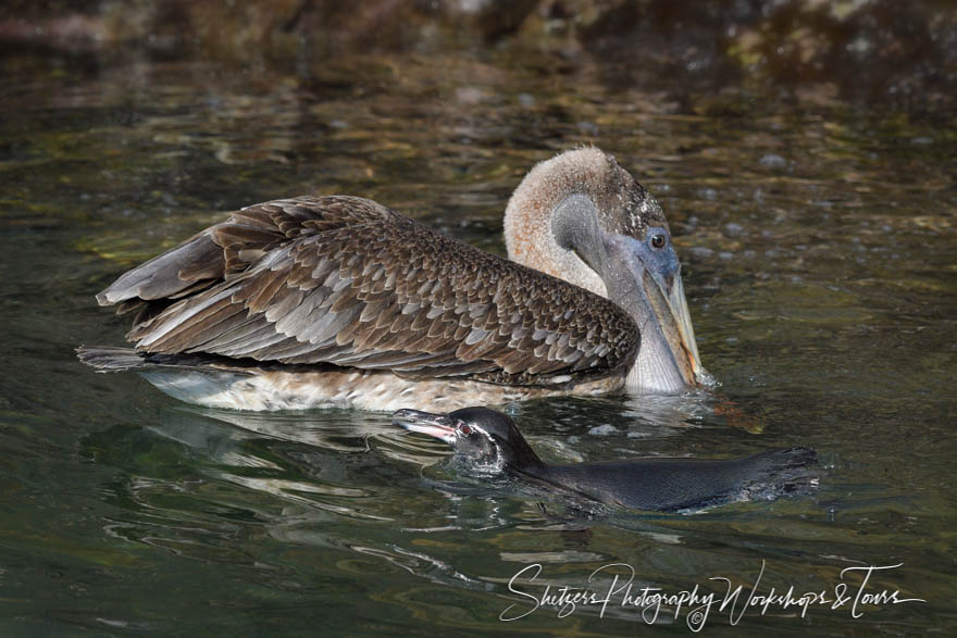 Brown Pelican and Galapagos Penguin 20200225 071300