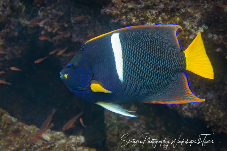 Colorful Fish Close Up