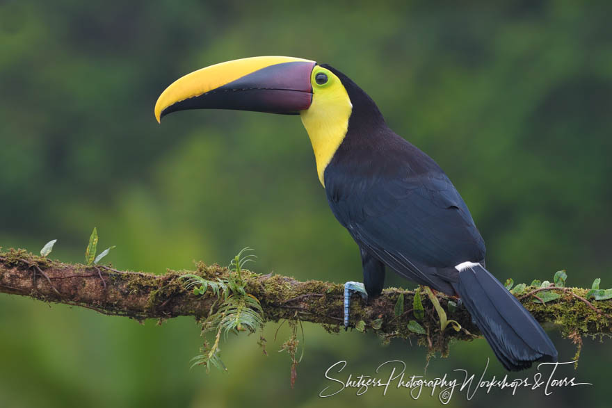 Costa Rica Black Mandibled Toucan