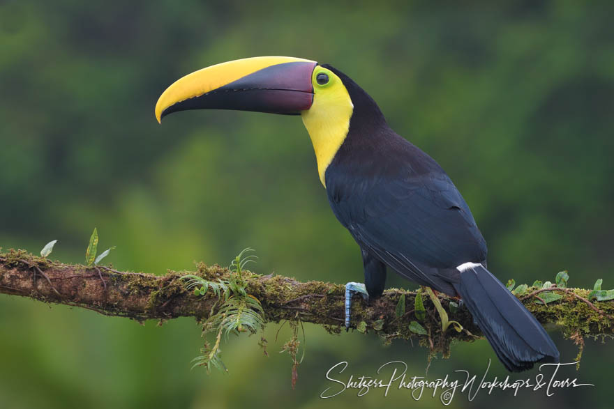 Costa Rica Black Mandibled Toucan 20190406 055959