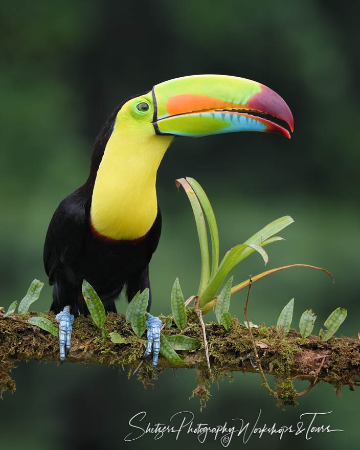 Costa Rica Keel Billed Toucan 20190406 072509