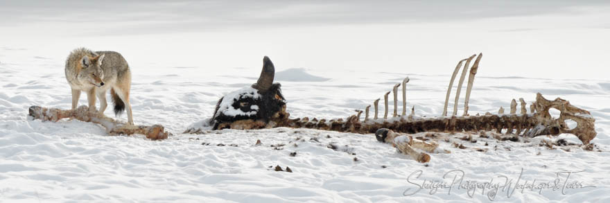 Coyote Eating a Bison 20180108 142220