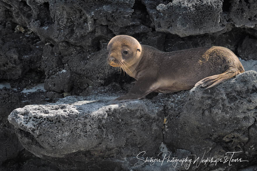 Cute Baby Galapagos Sea Lion 20200302 082313