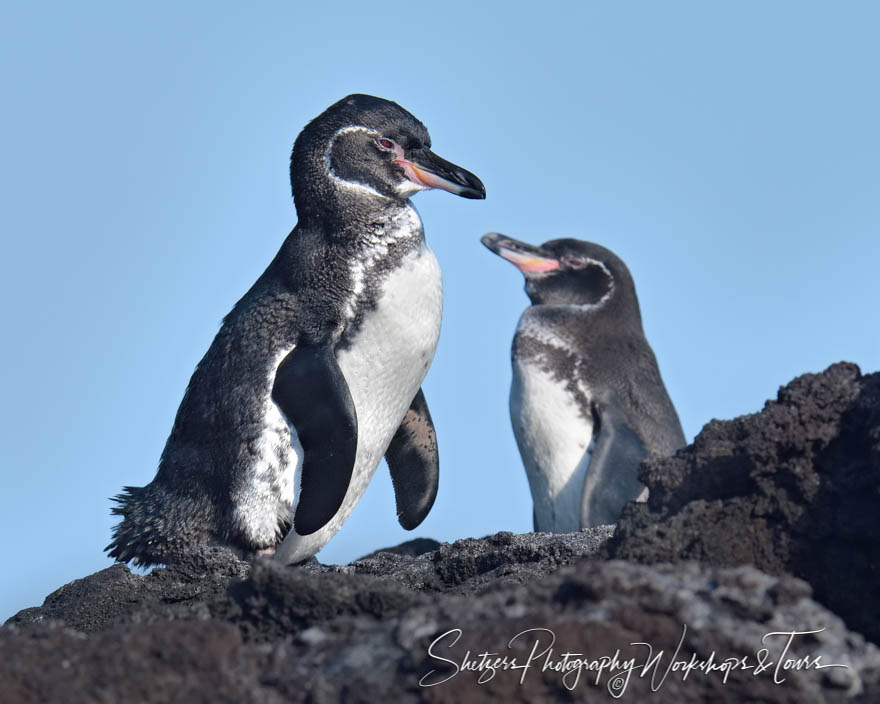 Cute Galapagos Penguins