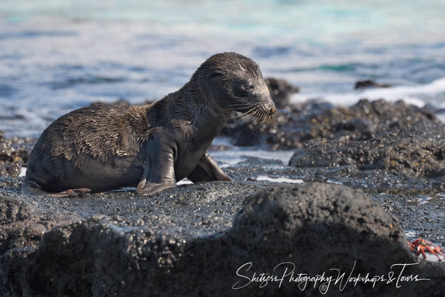 Cute Galapagos Sea Lion Pup 20200302 074227