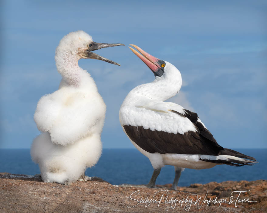 Cute Nazca Booby Chick and Parent