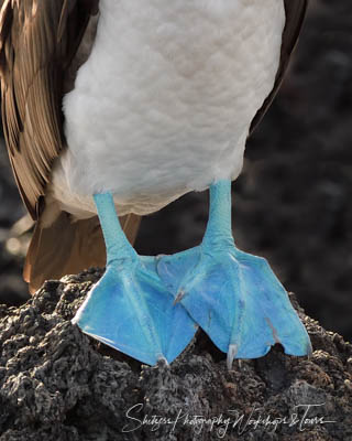 Blue-footed boobies are always a favorite
