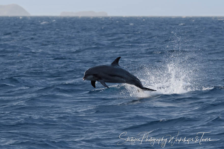 Dolphin Jumping with Islands in Background