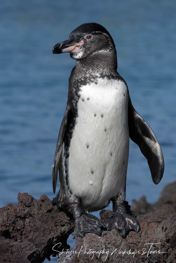 Dramatic Galapagos Penguin