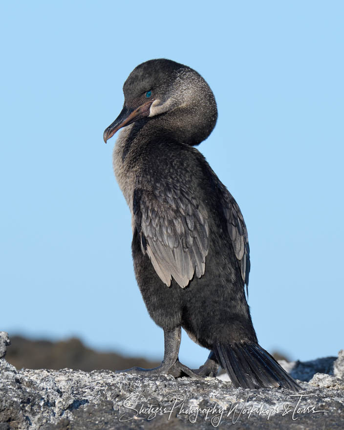 Endemic Flightless Cormorant in the Galapagos 20200227 061246