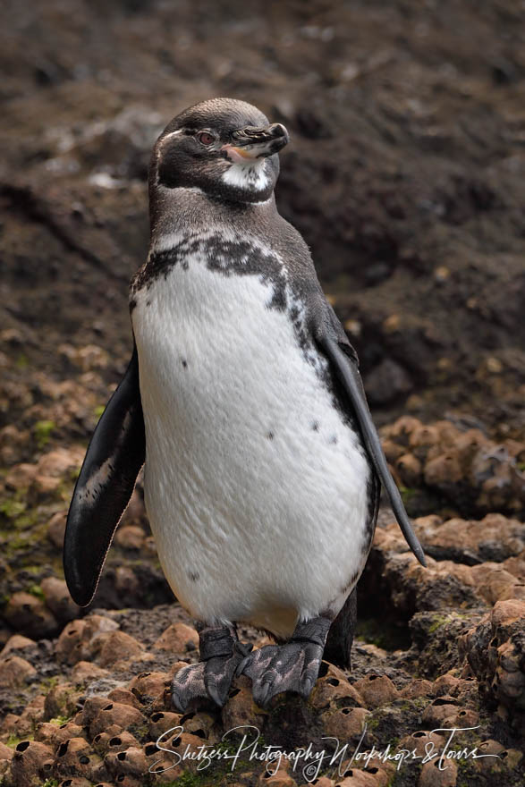 Endemic Galapagos Penguin