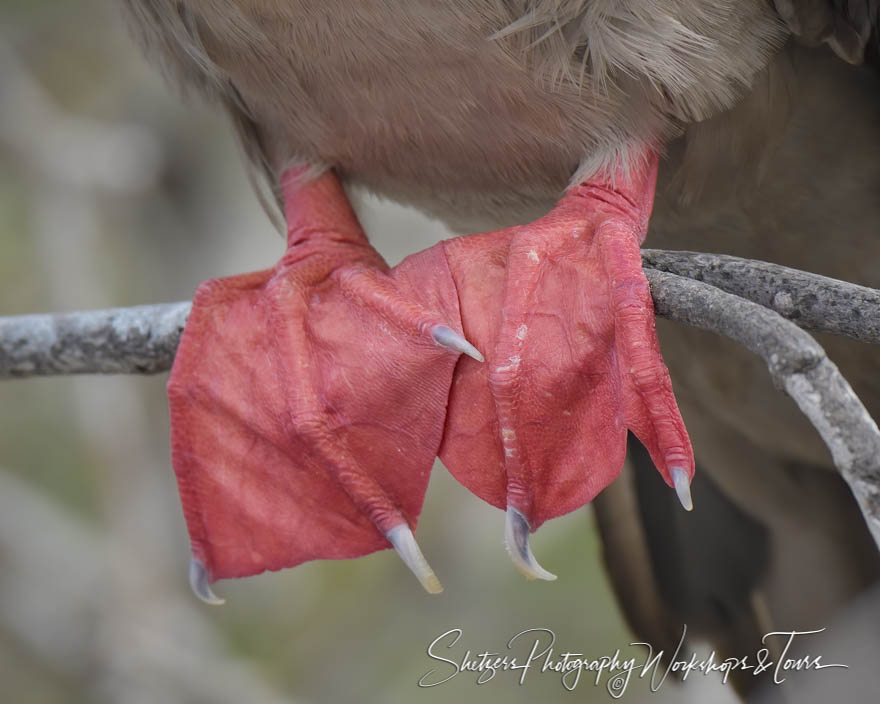 Feet of a Red Footed Booby 20200303 135215