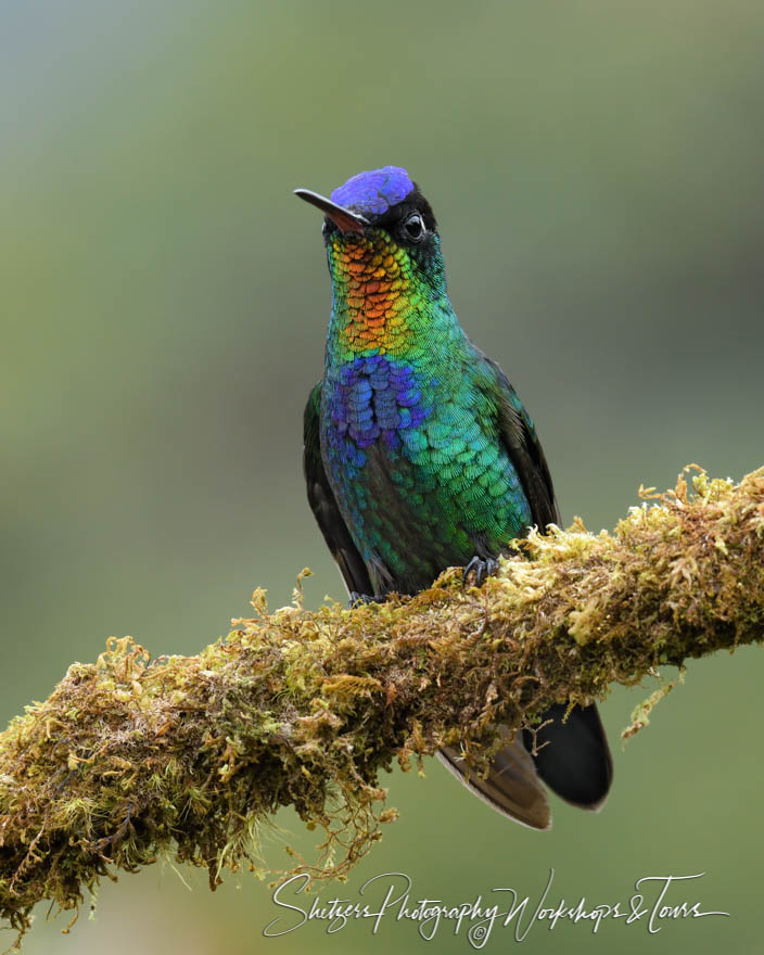 Fiery Throated Hummingbird in Costa Rica 20180418 103219