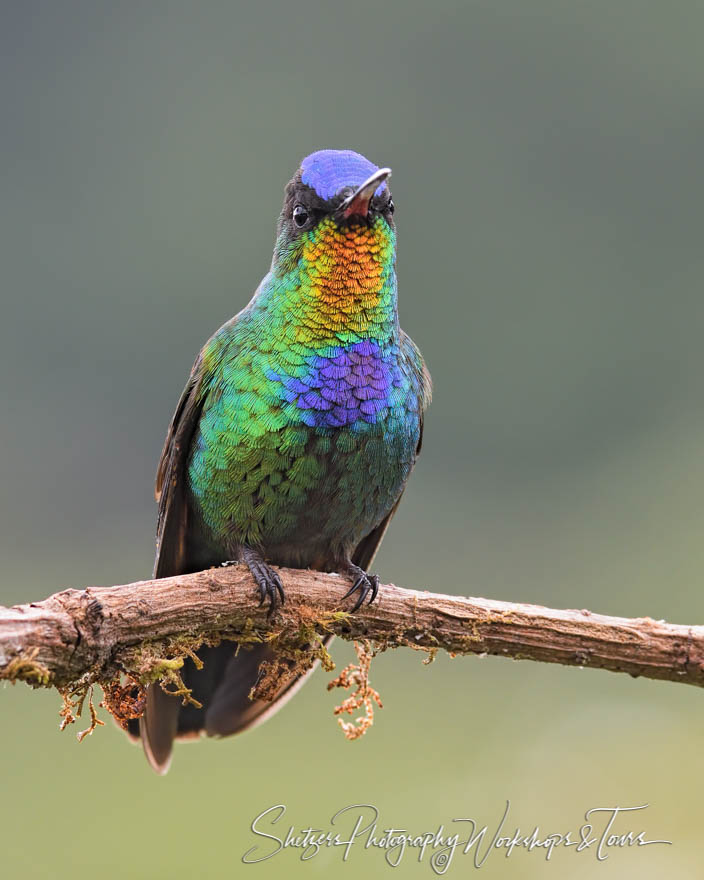 Fiery Throated Hummingbird on a Branch 20180416 150803