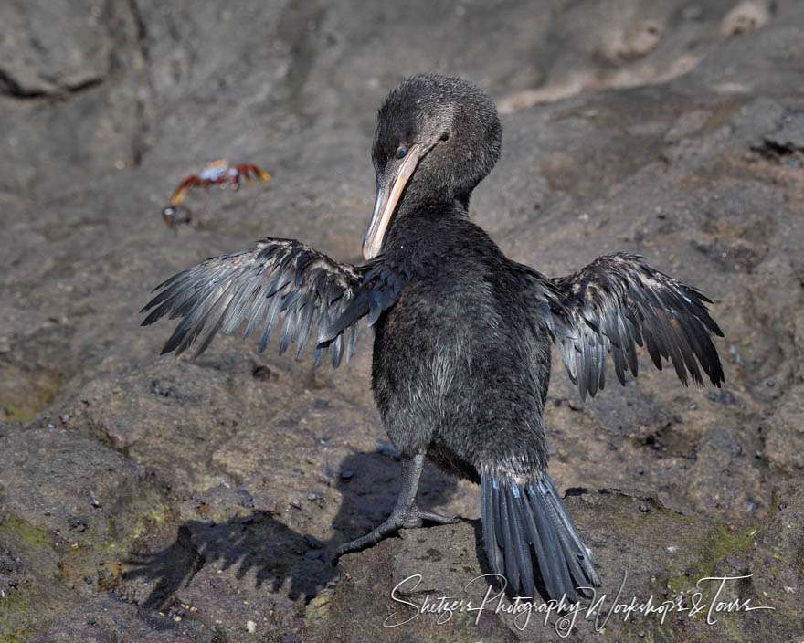 Flightless Cormorant in the Galapagos