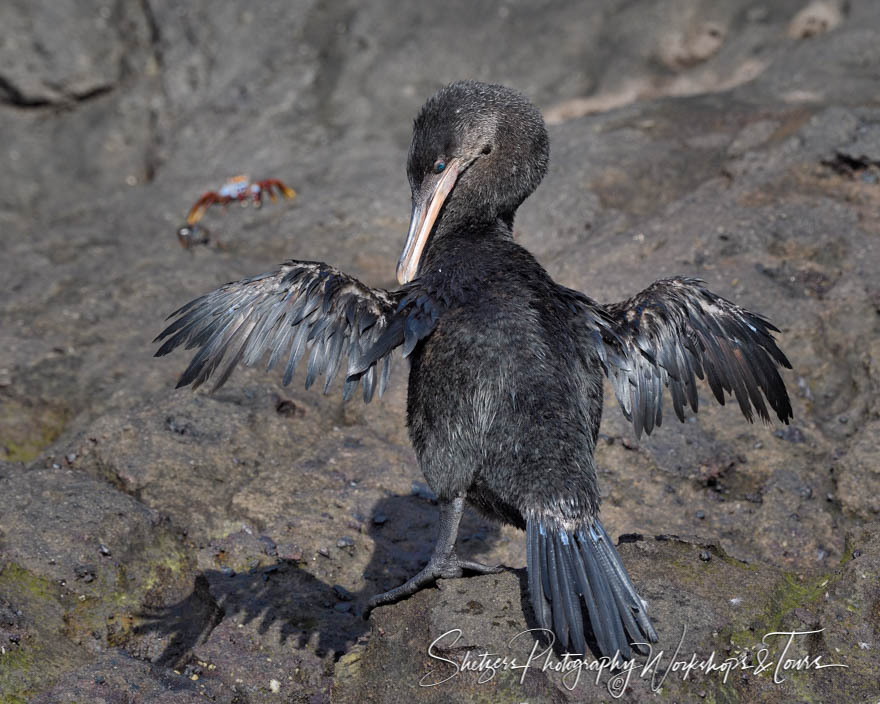 Flightless Cormorant in the Galapagos 20200225 072549