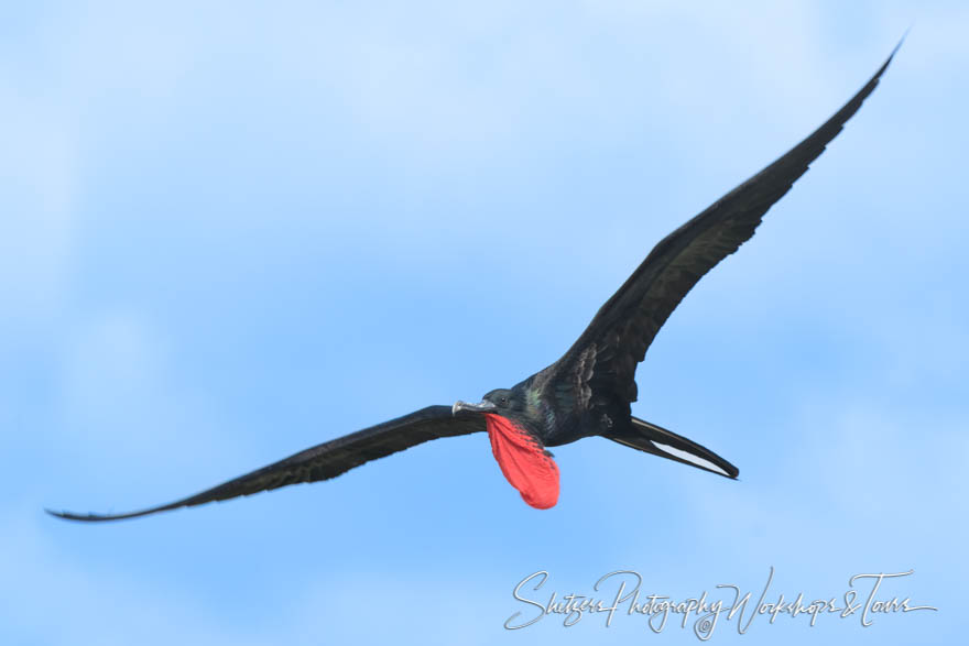 Frigatebird In Flight 20200303 072253