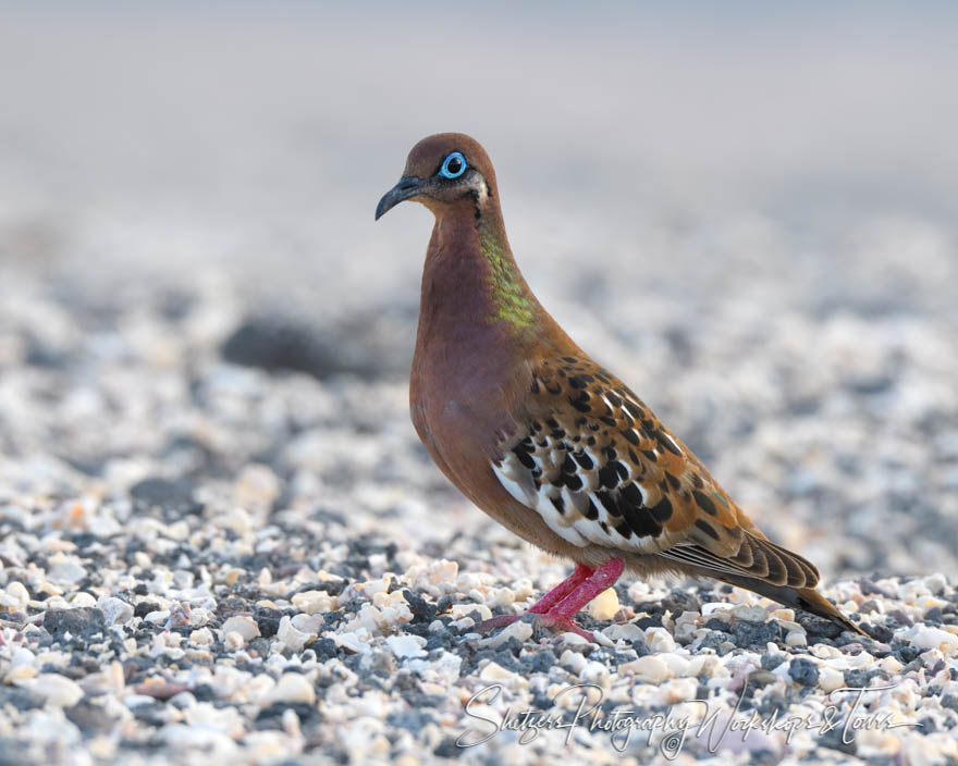 Galapagos Dove 20200225 153751