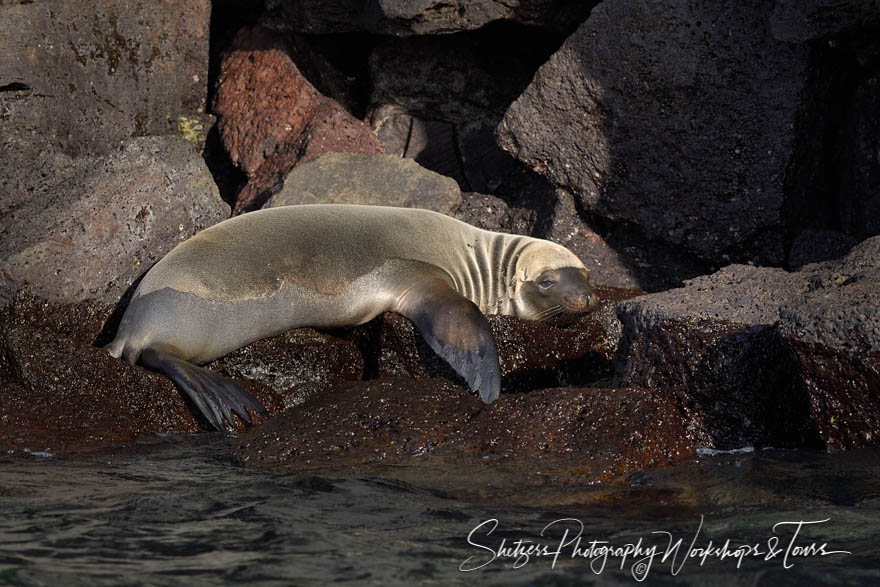 Galapagos Fur Seal on Rocks
