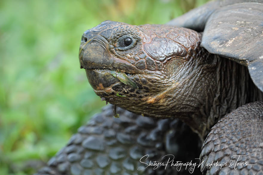 Galapagos Giant Tortoise Looks at Camera
