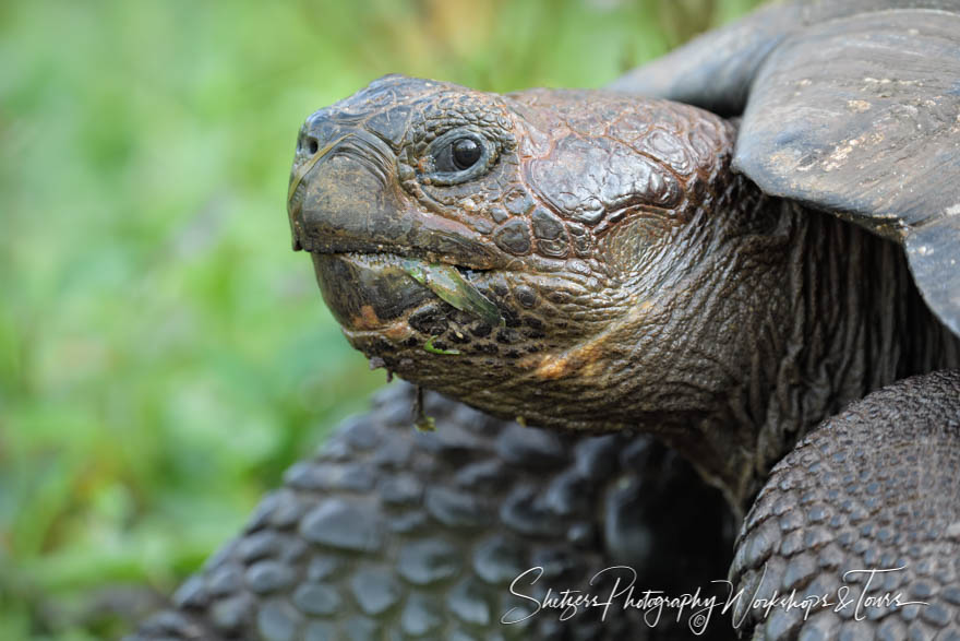 Galapagos Giant Tortoise Looks at Camera 20200306 065603