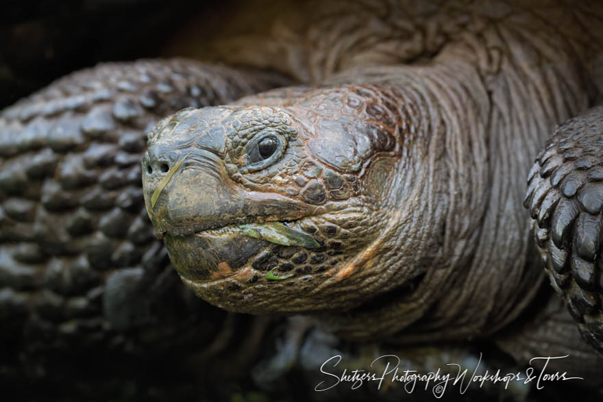 Galapagos Giant Tortoise Looks at Camera