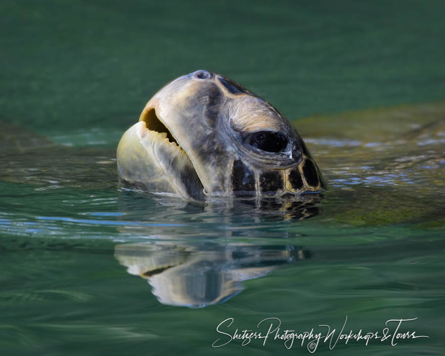 Galapagos Green Turtle Head Above Water 20200226 143432