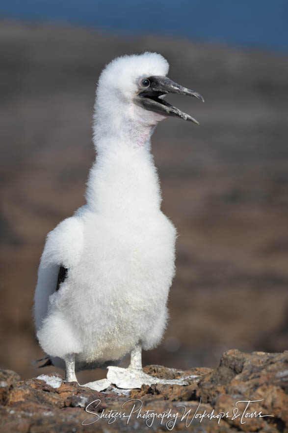 Galapagos Islands Baby Nazca Booby 20200303 150234