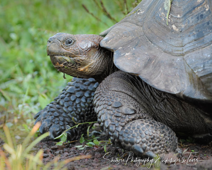 Galapagos Islands Giant Tortoise 20200306 065524