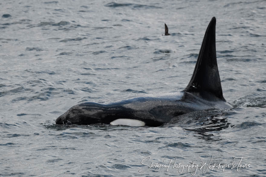 Galapagos Islands Killer Whale 20200227 105643