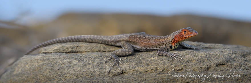 Galapagos Islands Lava Lizard 20200304 062851