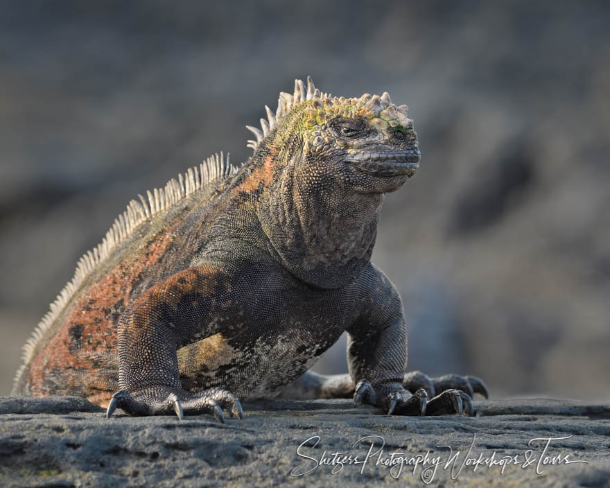 Galapagos Islands Marine Iguana 20200304 063654