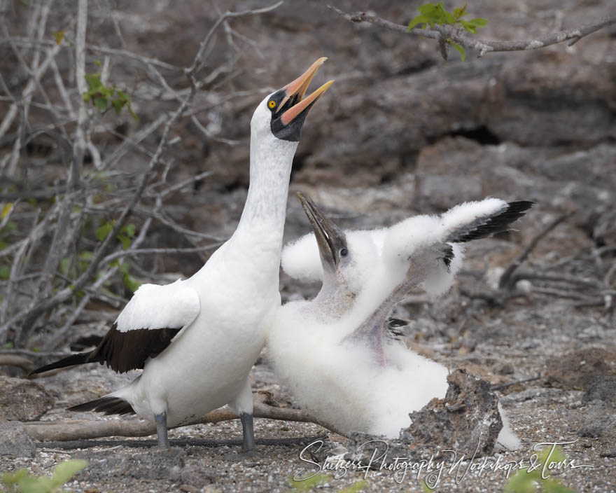 Galapagos Islands Nazca Booby Family 20200303 134947