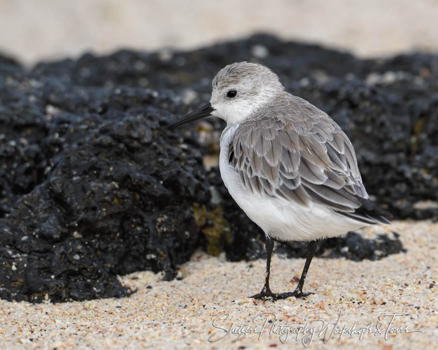 Galapagos Islands Semipalmated Plover